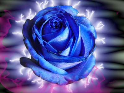 La fleur d'Amour